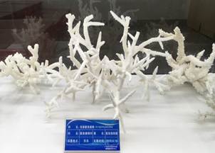 说明:L:\LETOU官网宣传片素材\LETOU官网2016微信公众号推送文件\照片\南海珊瑚礁生物标本馆以及部分科考展品-2.jpg